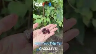 #ga888 #ga888 ga22.live Mời anh em xem video