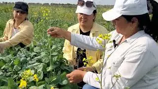 JDITI olima ayollari tomonidan noan`anaviy moyli ekinlar bo`yicha ilmiy tajribalar olib borilmoqda.
