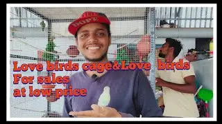 | HOW to make cage | Lovebirds and cage for sale | Low cost | #Lovebirds #cage