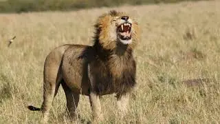 Discover Zimbabwe's Most Beautiful Animals 2025 04 13