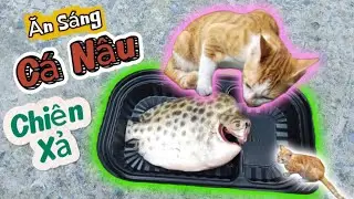 Hai mẹ con mèo xém nhịn đói vì Mưa bão. Còn 1 con Cá Nâu đem chiên xả cực ngon.