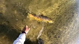 10.20.23 Seg. 15 - Big Ol' Montana Brown Trout Finally Comes to Town - Bitterroot River Beauty!!