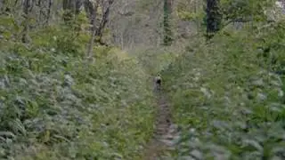 Milo and Otis: Here comes the dog
