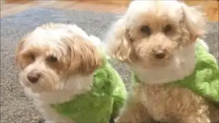 How to Make Dog Coats from Xmas Stockings! SUPER EASY!