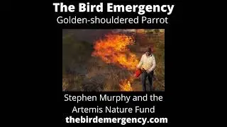 033 The Golden-shouldered Parrot with Steve Murphy from the Artemis Nature Fund