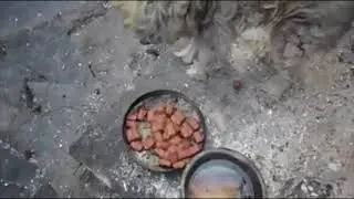 Dog Survives Greece Wildfires by Hiding in Oven