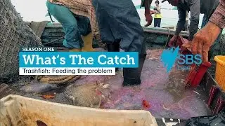 Trashfish Feeding the Problem | SBS Learn: What's The Catch | Available Online