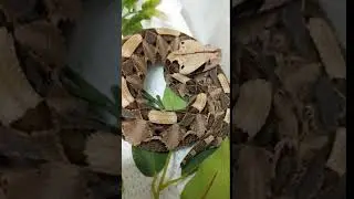 Gaboon Viper striking
