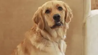 Pet Urine Odor Removal from Arevalo Bros Chem-Dry