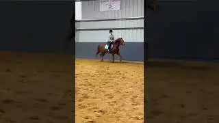 Rifiki!!! #horse #horseenthusiast #equestrianshow #fypviralシ #equestrian #horsegirls