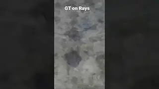 Giant GT feeding off rays Drone footage Seychelles Flyfishing