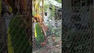 #fencing_ideas #fencing_solution #tatawiron #chain #chainlink #lowcost #solar_fencing #property #fen