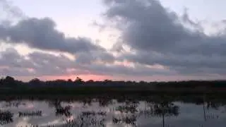 Sounds Of Nature - The Celery Fields