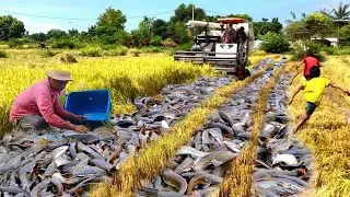 Village Fishing Life | Shocking Catfish Harvest in Rice Field