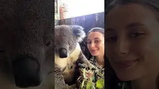 #koala #australia #travel #australiankoala #LoRatravel