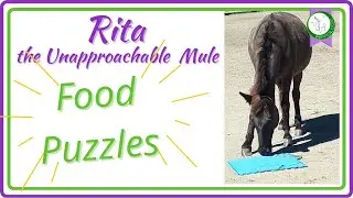 Food puzzles for Rita the Unapproachable Mule