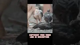 Non copyright videos for editing | green screen cartoon