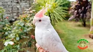 My Parrots Love Me!