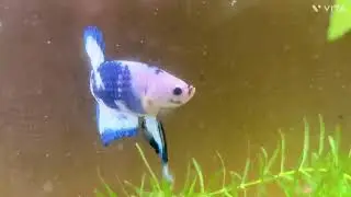 Blue Ring show off with everyone |My betta Fish doing exercise|