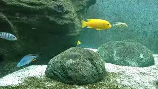 Shedd Aquarium