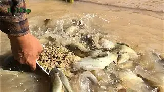 Hybrid fish farming feeds fish in cambodia - part 39