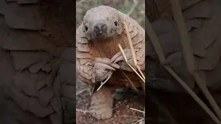 Что это за маленькие ящерки? Милые панголины 