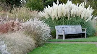 Ornamental grasses with types and varieties