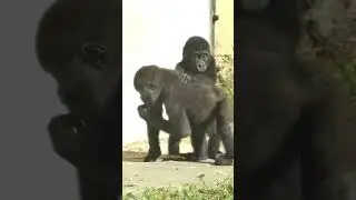 Dancing Baby Gorilla ♡ 🦍💨🕺🌈 Funny video #shorts #funnyvideo