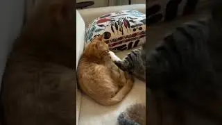 Funny animals 🤣
