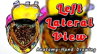 Left Lateral View Of Human Heart | Anatomy