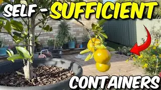 How to PLANT and CARE for a Fruit Tree in Containers