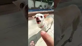 pet lover nikky pawar Kuchi #puppy #nikibabybig #pets #doglife #minipuppy #tinypaws #trending 😃🤪😂😍🤣🎇