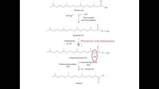 Alpha Oxidation | Key Concepts & Clinical Defects Explained