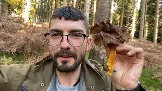 Гигантские зимние лисички :) Craterellus tubaeformis