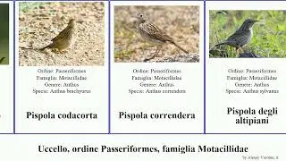 Uccello, ordine Passeriformes, famiglia Motacillidae pispola ballerina del motacilla bush bird