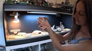 Cody The LEOPARD GECKO! The Life And Routine! (Cleaning, Feeding)