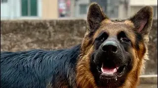 Say Mashaallah For mY german Shepherd dogs.. super quality german shepherd dog in Bangladesh. 