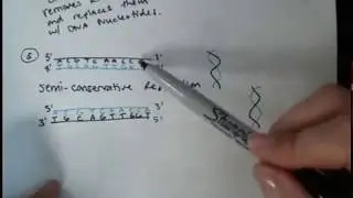 DNA Replication Notes