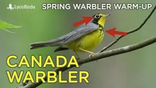 Canada Warbler Identification | Spring Warbler Warm-up