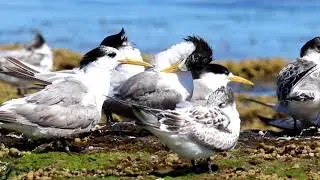 Crested Terns at Rickett's Point.