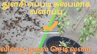 how to grow holy basil |துளசி விதை முதல் செடி வரை |Tkw
