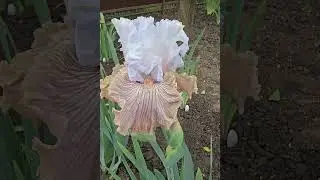 #bloom #flowers #hemerocallis #daylilies #plants #perennial #garden #floriculture #nature #botany