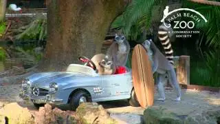 Come see what's new at the Palm Beach Zoo for 2015!