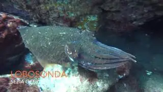 Whale watching - Sepia officinalis/ Cuttlefish/ Tintenfisch
