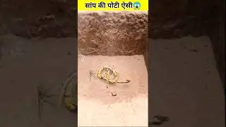 Dev ke Experiment ने बना दी सांप की टट्टी 🌰 #shorts #devkeexperiment