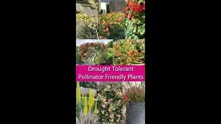 Drought Tolerant Plants for a Pollinator Friendly Garden