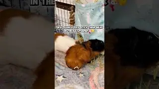 Why guinea pigs stick their head in the hay feeder?