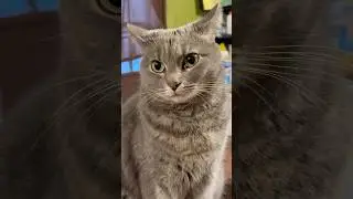 🐾 Laugh-Out-Loud Cat Compilation 😹 Cute & Funny Cat Moments You&rsquo;ll Love #catvideos