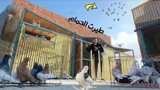 فزعت حمام النش لاول مره 👈وسيبت الزاجل (حصلت كوارث )