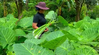 Elephant Ear, A big dish with elephant ear plant from the garden, The Villager
